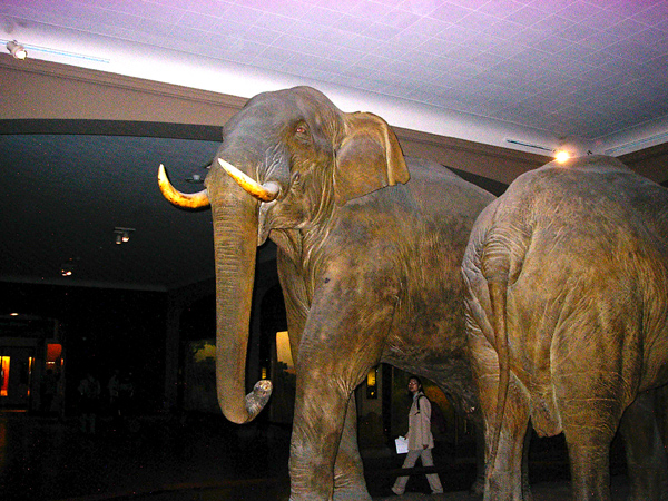 elephant-musee-histoire-naturelle-new-york